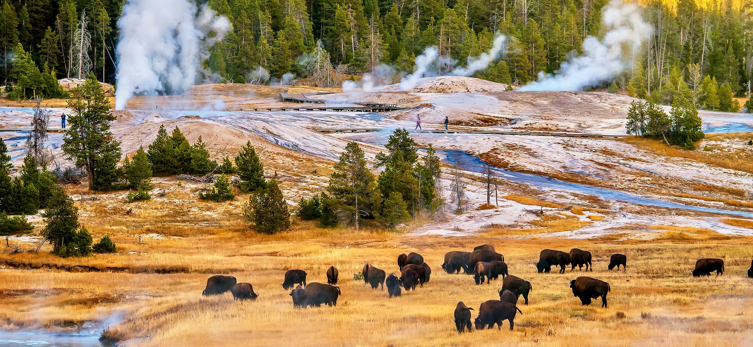 A landscape at the Upper Geyser Basin in Yellowstone National Park, where steam rises from geyser vents and hot springs near a forest of pine trees, and a herd of bison is grazing