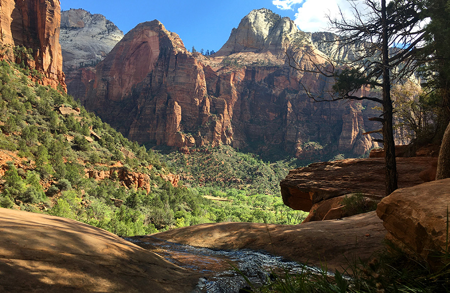 Red rock mountains grow out of a green, lush valley with a little stream running through in Zion National Park