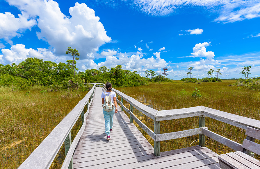 A woman walks on a raised boardwalk passing over the wetlands in Everglades National park